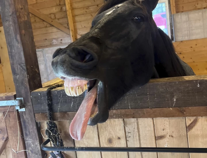 Et svært viktig organ for hesten – hva vet du egentlig om hestens tunge?