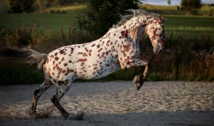 Leserbilder for juli: Sommerfølelse