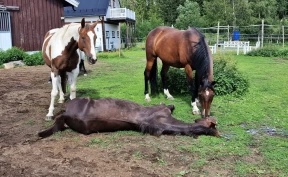 Anita valgte å la flokken ta farvel etter avlivning: – Jeg lot henne ligge der et døgn