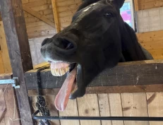 Et svært viktig organ for hesten – hva vet du egentlig om hestens tunge?