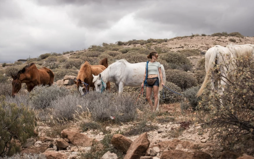 Rehabiliterer forsømte og mishandlede hester på Tenerife: – For meg gir det mer mening enn en vanlig jobb