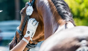 FEI til Hest.no: – Etter vårt syn nyter sportshester velferdsstandarder som er blant de høyeste i verden