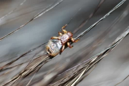 Hjortelusflua - høstens store plage: Kan klø opptil ett år og hester har reagert med kolikksymptomer