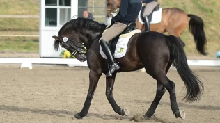 Holdt innlegg om hestevelferden på oppvarmingsbanen: – Det er en umulig oppgave for en steward