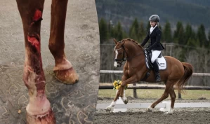 Alvorlig skadet langs veien - bilisten stoppet ikke: – Problemstillingen berører mange i miljøet