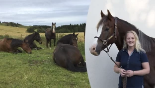 Mener utegang dekker viktige behov: – Gir avslappede hester som er tryggere og lettere å ha med å gjøre