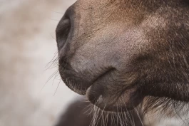 DNA-tester og smittesporing viser hvordan kverkeutbrudd spres