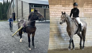 Unghestens møte med bommer og vogn: – Trygghet, selvtillit og motivasjon er de viktigste faktorene