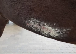 Silje (47) jobbet for Helgstrand: – Hva gjør en ukultur som dette med sporten vår?