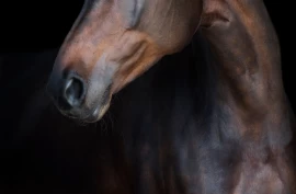 Når kan hestekjøpet heves?