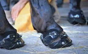 Fem spørsmål og svar om boots til barfothester