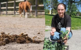 Mye mer enn et avfallsprodukt: – Utgangspunktet er at vi må håndtere hestegjødsel bedre