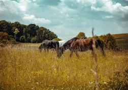 Grete forsker på sosial atferd hos hest