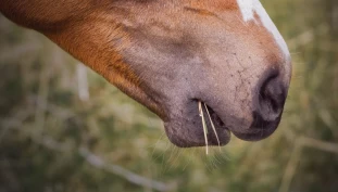 Priser til svensk-norsk hesteforskning på bakbenshalthet og karbohydrater i gras og grovfôr