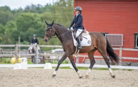 Spranghesten Caleandro ble paradressurhest: – Hadde jeg ikke hatt ham, vet jeg ikke hvordan jeg skulle kommet meg videre