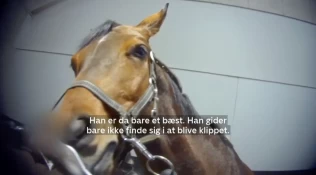 Nye avsløringer fra Helgstrand Dressage: Bedøver hestene ulovlig