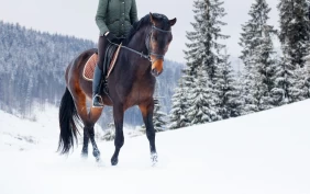 Redningsaksjon i Porsgrunn: Hest gikk gjennom isen – reddet opp