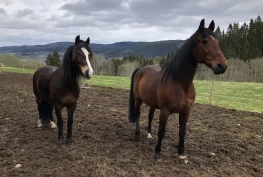 Ulovlig bruk av fyrverkeri skremte hestene til Linda: – De skulle sett fortvilelsen til hestene