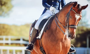 FEI kommenterer underskriftskampanjen: – Vi oppfordrer bekymrede medlemmer av hestemiljøet til å ta kontakt med oss