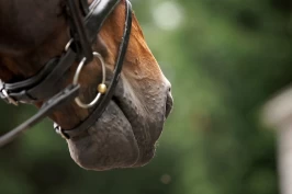 Ponni med amputert tunge utestenges på livstid: – Hesten har blitt begrenset i sitt språk og kan ikke lenger vise at den føler ubehag