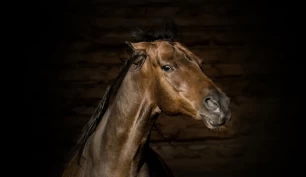 Hvordan kan vi forstå og hjelpe «problemhesten»?