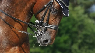 Samler underskrifter for hestevelferden: – Uten partnerskap, harmoni og samspill, er det ingenting å klappe for