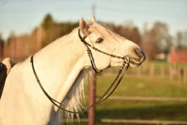 Sørg for at bittet passer: – Stabilitet er alfa og omega