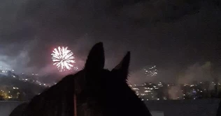 Veterinæren om nyttårsaften: – Her er de roligste hestene ute, mens de mer nervøse settes inn