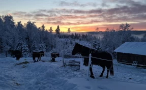 – Hesten trenger sosial kontakt, nok spisetid og fri bevegelse for å ha det bra
