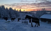 – Hesten trenger sosial kontakt, nok spisetid og fri bevegelse for å ha det bra