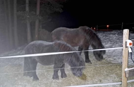 Hest på utegang i nesten 38 minusgrader: – Denne uka har jeg sørget for at de har hatt fri tilgang på grovfôr
