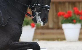 – Utstyr er et prioritetsområde for FEI, og vi erkjenner fullt ut at dette har en stor innvirkning på velferden og trivselen til hester