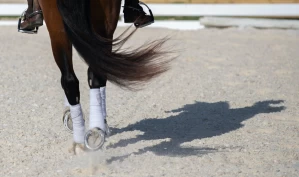 Kjent treningsstall etterforskes etter avsløringer om dyremishandling