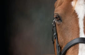 Du kan melde din interesse for verv i NRYFs hestevelferdsråd