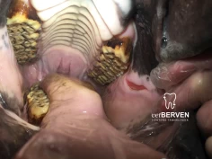 Hesteodontologen om tungefrihet, rullebitt og tungestropp: – Veldig i tiden å ikke stole på forskning, men det må vi