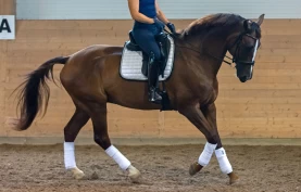 Løsgjør hesten med hjelp av overganger