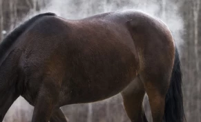 Slik forebygger og oppdager du magesår hos hesten: – Det er overraskende vanlig