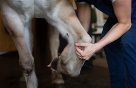 En prat med fem fagpersoner: Dette er de opptatt av akkurat nå