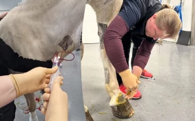 NMBU søker hester til ny studie om leddbehandling