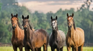 Hester i flokk forstår våre signaler bedre