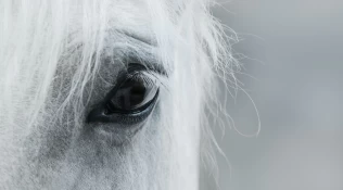 Hester ser ut til å kjenne smerte på samme måte som oss