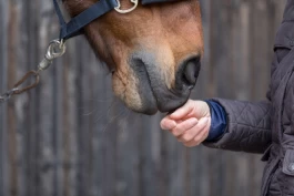 EHV i Norge: Mistanken på Romerike er avkreftet