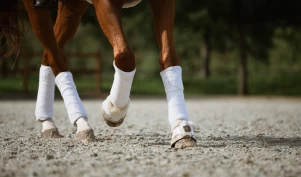 Nederland forbyr bandasjerte ben under oppvarming, konkurranse og premieutdeling