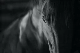 Feil trening og hestehold kan medføre straff