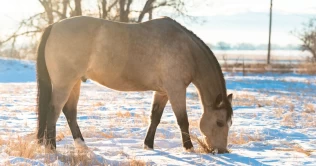 Vinterbeite gir hesten næring og stimulans