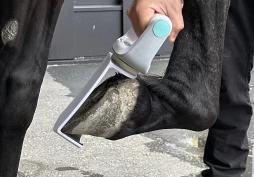 Undersøkte hvordan norske veterinærer gjennomfører bøyeprøver: – Mye større variasjon enn det vi liker å tro