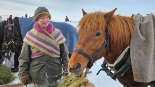 Solvolls Haakon var den eneste nordlandshesten/lyngshesten som tok turen til Rørosmartnan