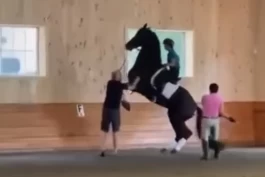 Amerikansk OL-rytter etterforskes av FEI etter brutale treningsvideoer