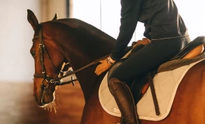 Målet er en lett kontakt med tøylen – slik kan innlæringsmetoder hjelpe