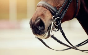 FEI undersøker publiseringen om blå tunger